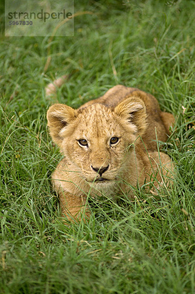 Junger Löwe  Masai Mara National Reserve  Kenia  Ostafrika  Afrika