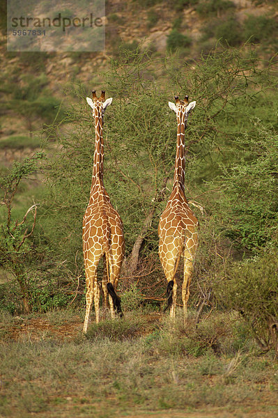 Retikulierter Giraffe  Samburu National Reserve  Kenia  Ostafrika  Afrika