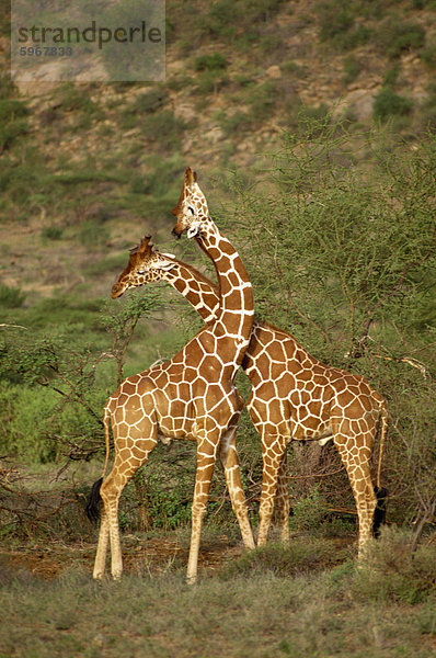 Retikulierter Giraffe  Samburu National Reserve  Kenia  Ostafrika  Afrika