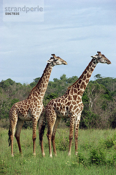 Masai Giraffe  Shimba  Kenia  Ostafrika  Afrika