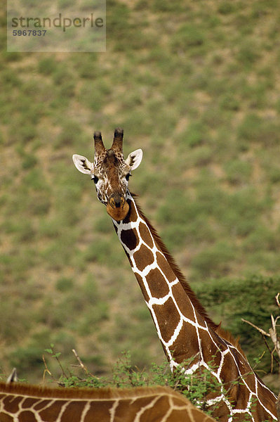 Retikulierter Giraffe  Samburu National Reserve  Kenia  Ostafrika  Afrika