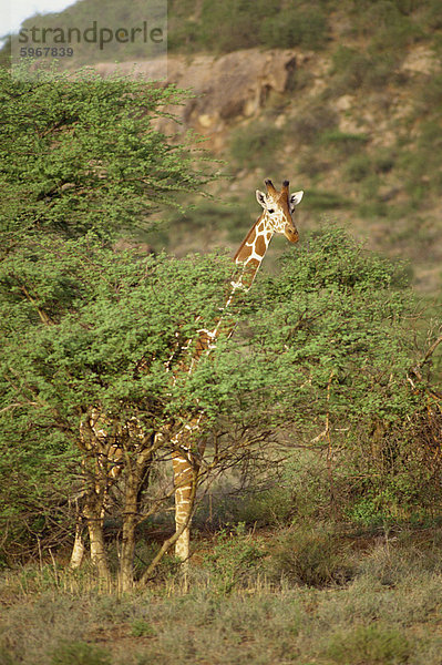 Retikulierter Giraffe  Samburu National Reserve  Kenia  Ostafrika  Afrika