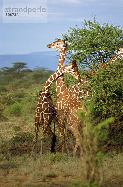 Retikulierter Giraffe  Samburu National Reserve  Kenia  Ostafrika  Afrika