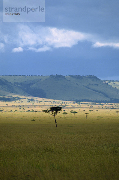 Masai Mara National Reserve  Kenia  Ostafrika  Afrika