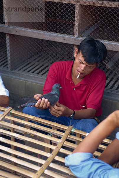 Vogelmarkt  Jogjakarta  Java  Indonesien  Südostasien  Asien