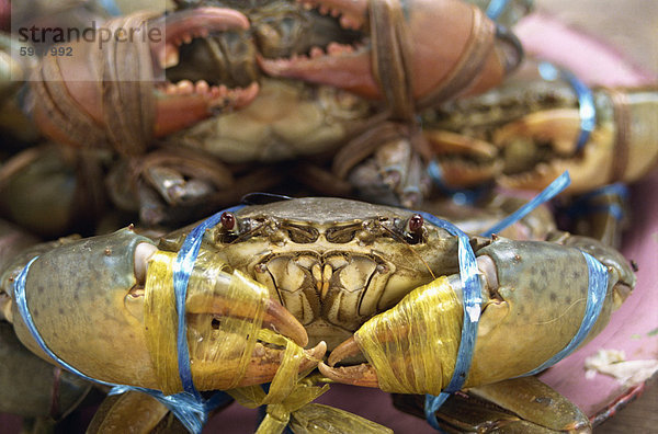 Nahaufnahme der Krabben zum Verkauf am Wochenendmarkt in Bangkok  Thailand  Südostasien  Asien