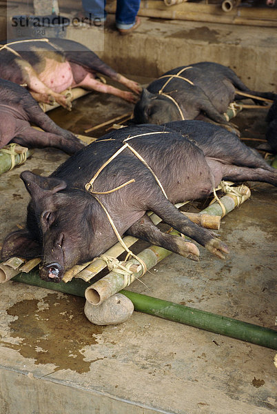 Schwein Markt  Rantepao  Toraja Region  Sulawesi  Indonesien  Südostasien  Asien