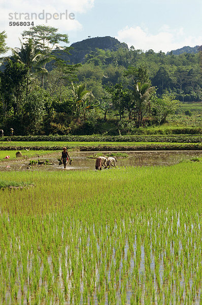 Anbau von Reis  Toraja Region  Sulawesi  Indonesien  Südostasien  Asien