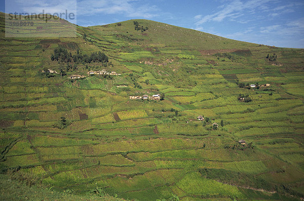 Terrassenförmig angelegten Feldern  in der Nähe von Kisoro  Uganda  Ostafrika  Afrika