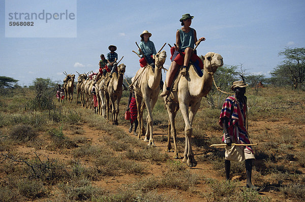 Touristen auf Kamelen  angeführt von Samburu Stammesangehörige  Samburuland  Kenia  Ostafrika  Afrika