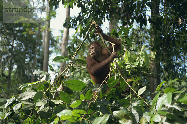 Orang-Utan  Sepilok Orangutan Rehabilitation Center  Sabah  Malaysia  Borneo  Südostasien  Asien