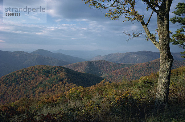 Hügel nahe Loft Mountain im Herbst in Shenandoah National Park  Virginia  Vereinigte Staaten von Amerika  Nordamerika