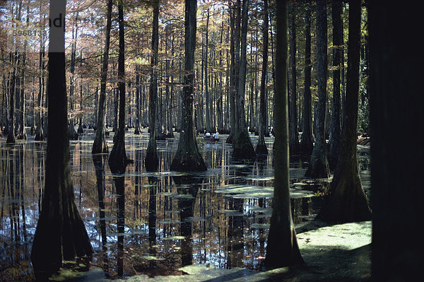 Reflexionen von Trunks in der Zypresse-Sumpf in Cypress Gardens  North Charleston  South Carolina  Vereinigte Staaten von Amerika  Nordamerika