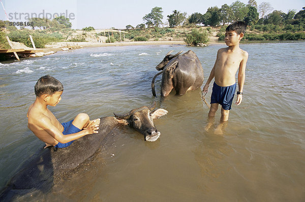 Jungen Baden mit Wasserbüffeln in Mekong River in der Nähe von Kratie  Kambodscha  Indochina  Südostasien  Asien