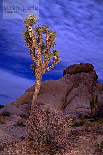 Licht Malerei von Joshua Tree unter Vollmond  Jumbo Rocks Gegend  Joshua Tree Nationalpark  California  Vereinigte Staaten von Amerika  Nordamerika