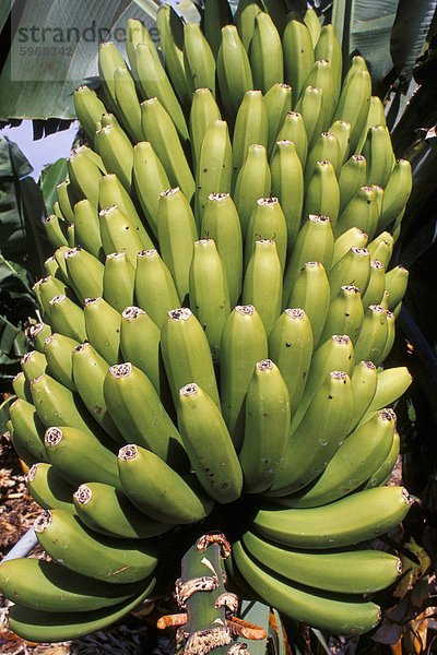 Bananen  Platanos Canarios  La Palma  Kanarische Inseln  Spanien  Atlantik  Europa