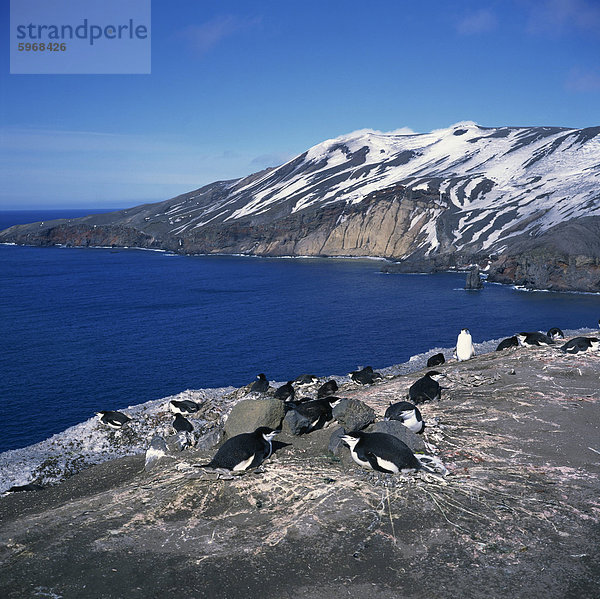 Zügelpinguin Pinguine auf den Felsen an der Küste von Deception Island auf der Antarktischen Halbinsel  Antarktis  Polarregionen