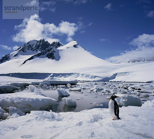 Einzelne Eselspinguin auf Eis in einer verschneiten Landschaft mit einem Berg im Hintergrund und auf der Antarktischen Halbinsel  Antarktis  Polarregionen