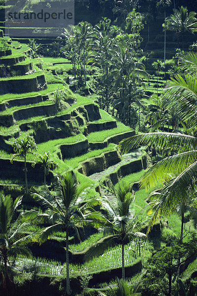 Reis Terrassen  Bali  Indonesien  Südostasien  Asien