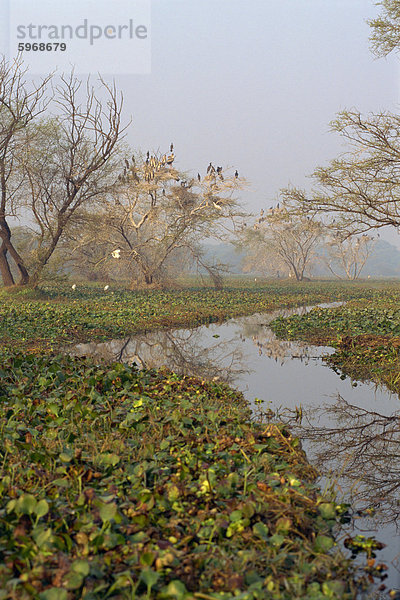 Keoladeo Ghana Bird Sanctuary  Bharatpur  Rajasthan Indien  Asien