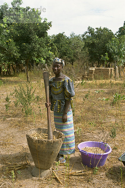 Stampfen Hirse Mehl  in der Nähe von Banjul in Gambia  Westafrika  Afrika