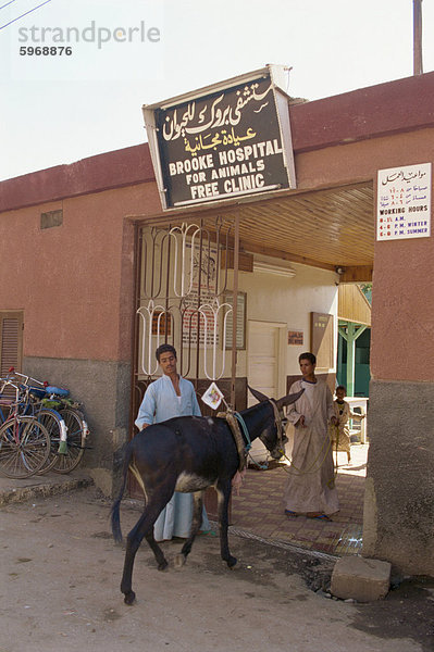 Die Brooke Klinik  wo alle Behandlung für Tiere frei ist  Luxor  Ägypten  Nordafrika  Afrika