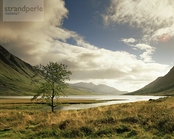 Loch Etive und einsamer Baum  Highlands  Schottland  Vereinigtes Königreich  Europa