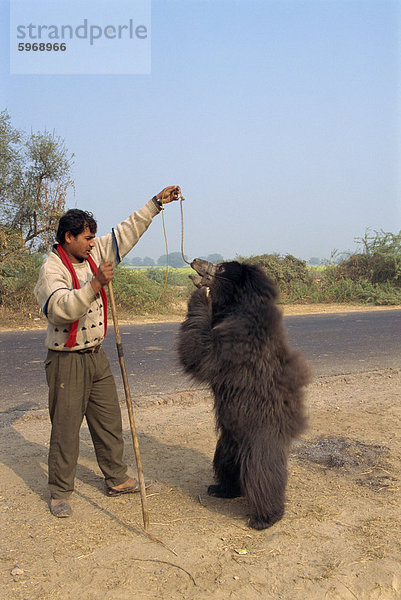 Tanzende Bären gezwungen  für Touristen  in der Nähe von Fatehpur Sikri  Rajasthan  Indien  Asien durchführen