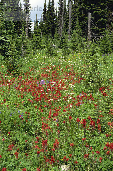 Wilde Blumen  Rocky Mountains  Kanada  Nordamerika
