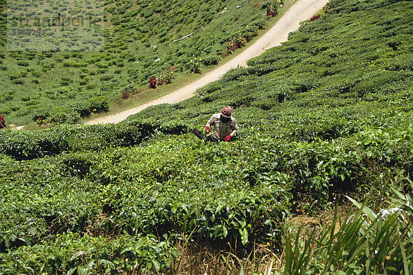 Tee pflücken  Cameron Highlands  Malaysia  Südostasien  Asien