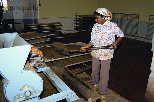 Teeproduktion  Cameron Highlands  Malaysia  Südostasien  Asien