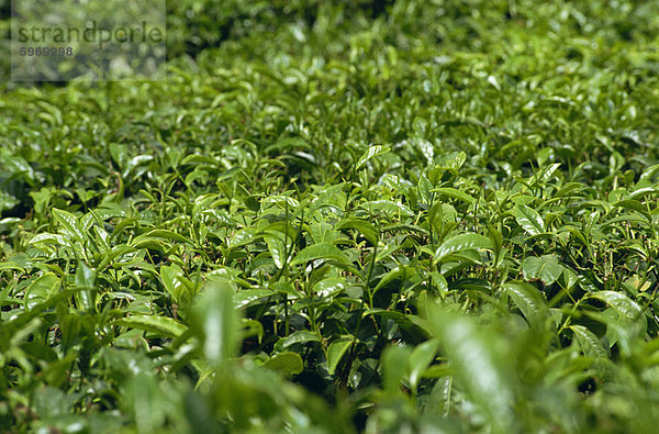 Tee-Sträucher  Cameron Highlands  Malaysia  Südostasien  Asien