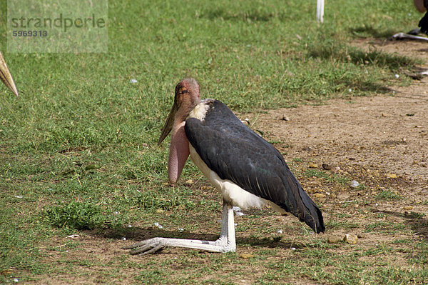 Maribou Störche  Masai Mara National Reserve  Kenia  Ostafrika  Afrika