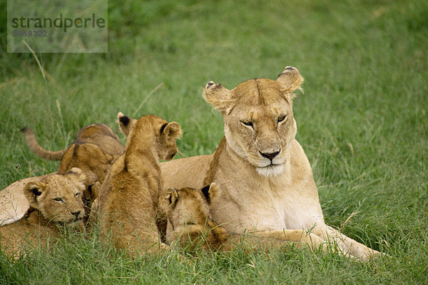 Löwin und Jungtiere  Masai Mara National Reserve  Kenia  Ostafrika  Afrika