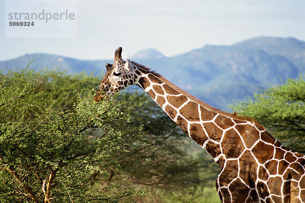 Retikulierter Giraffe  Samburu National Reserve  Kenia  Ostafrika  Afrika