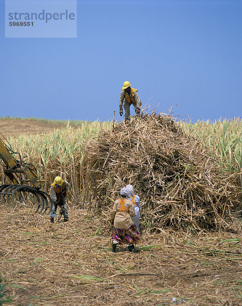 Ernte von Zuckerrohr  Mauritius  Indischer Ozean  Afrika
