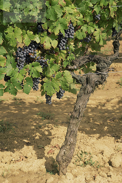 Cabernet Sauvignon Trauben  Aquitaine  Frankreich  Europa