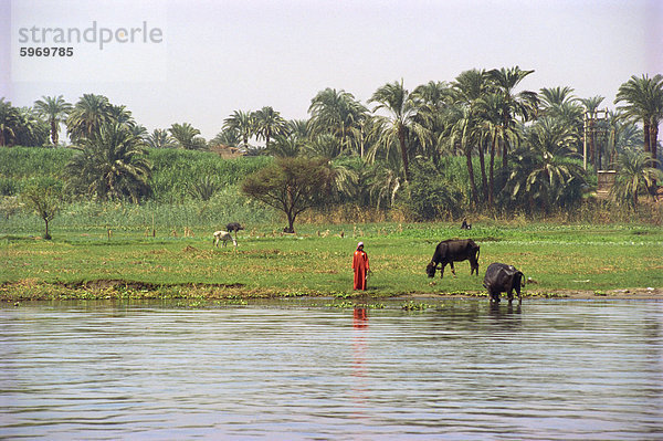 Neben dem Fluss Nil  Ägypten  Nordafrika  Afrika