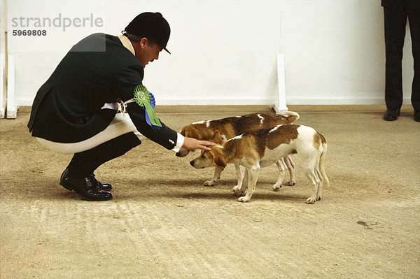 Beagles bei Dog show  England  Vereinigtes Königreich  Europa
