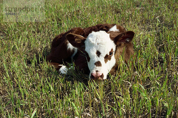 Tag altes Kalb  British Columbia  Kanada  Nordamerika