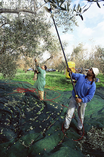 Vibrierende Oliven von den Bäumen in den Waldungen des Marina Colonna  San Martino  Molise  Italien  Europa