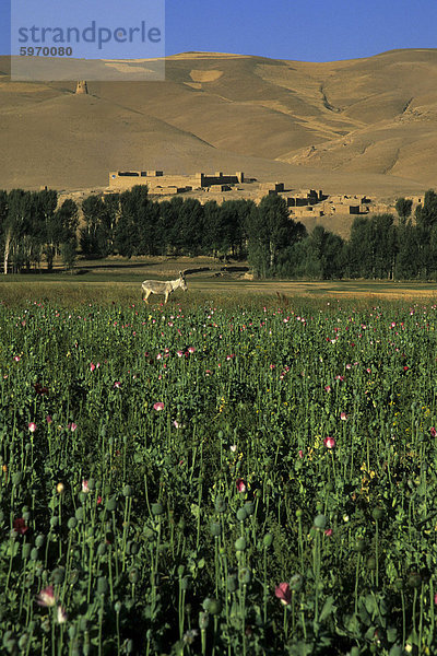 Mohn Feld zwischen Daulitiar und Chakhcharan  Afghanistan  Asien