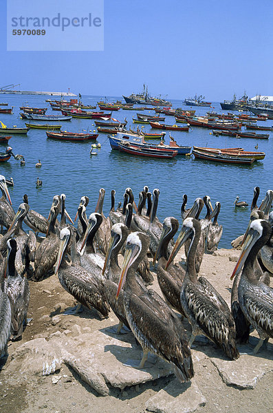 Pelikane durch den Hafen  Arica  Chile  Südamerika