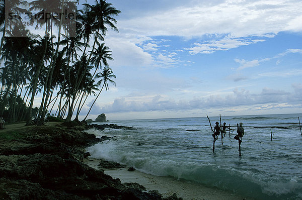 Stelzenläufer Fischer Angeln vom ihre Stöcke zwischen Unawatuna und Weligama  Sri Lanka  Asien