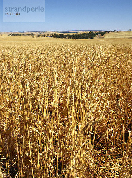 Weite Felder der Reife Weizen im Dezember in der Nähe von Northam  Western Australia  Australien  Pazifik