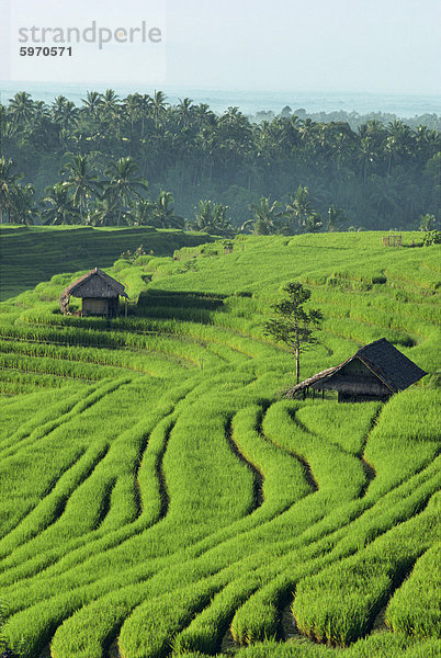 Landschaft von üppig grünen Reisterrassen auf Bali  Indonesien  Südostasien  Asien