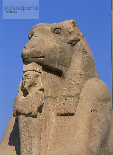 Nahaufnahme von einer Widder-vorangegangene Sphinx des Processional Avenue  um die Tempel von Karnak  Theben  UNESCO World Heritage Site  Ägypten  Nordafrika  Afrika