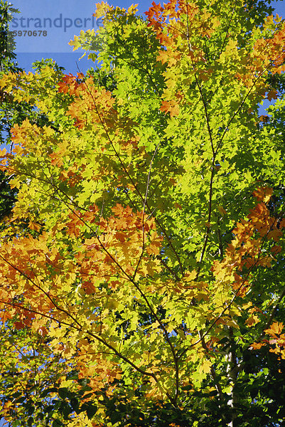 Herbst Laub  Kanada  Nordamerika