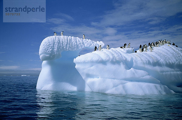 Adeliepinguine auf Eisberge  Antarktis  Polarregionen