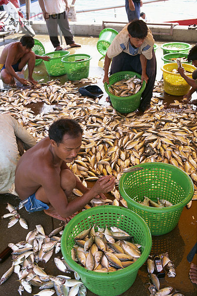 Männer sortieren Fisch in Koh Samui  Thailand  Südostasien  Asien